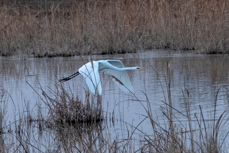 Agró blanc ( Ardea alba )