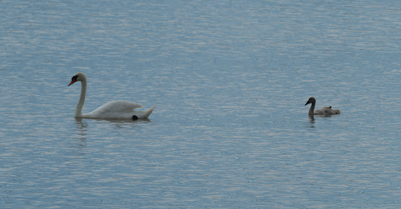 Cigne mut ( Cygnus olor )