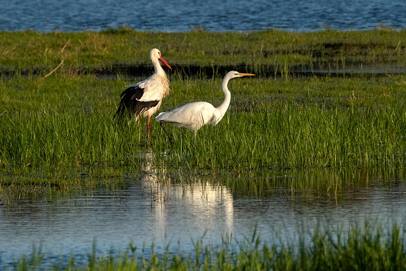 Cigonya ( Ciconia ciconia ) Agró blanc ( Ardea alba )