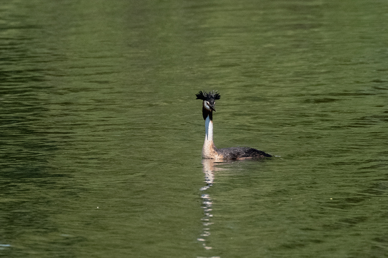 Cabussó emplomallat ( Podiceps cristatus )