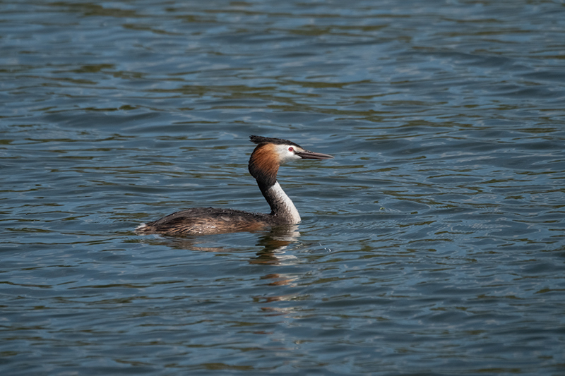 Cabussó emplomallat ( Podiceps cristatus )