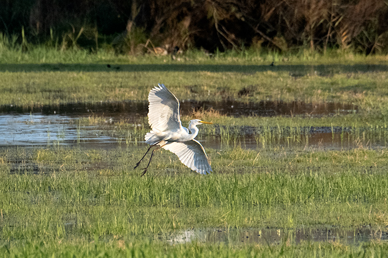 Agró blanc ( Ardea alba )