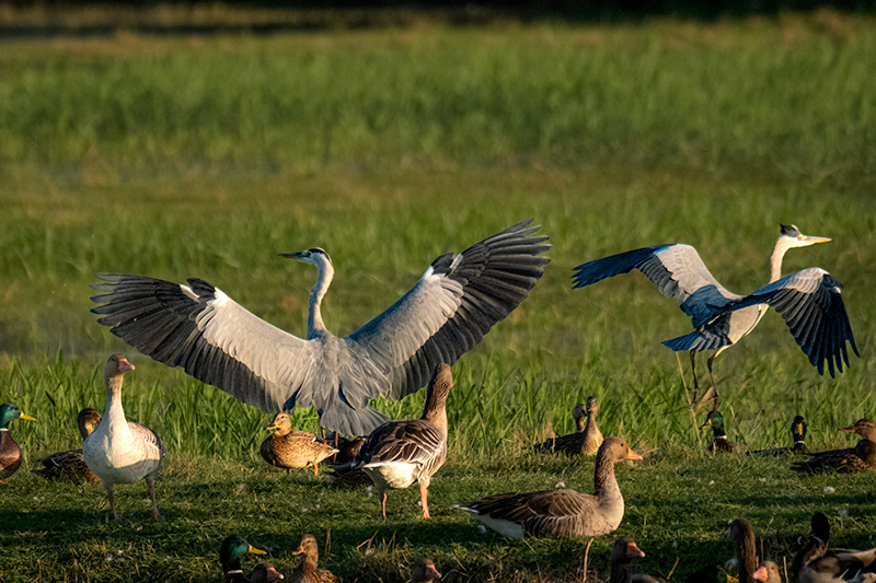 Bernat pescaire (Ardea cinerea)