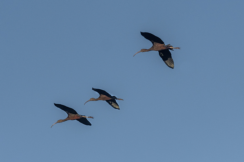 Capó reial ( Plegadis falcinellus )