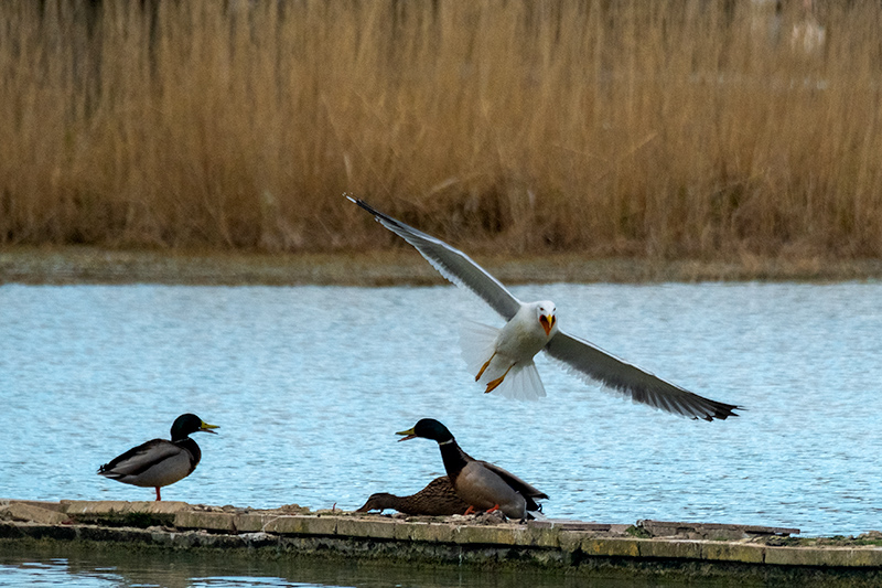 Gavià argentat ( Larus michahellis )