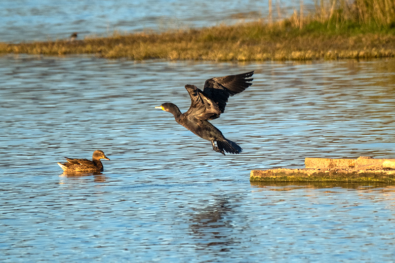 Corb marí ( Phalacrocorax carbon )