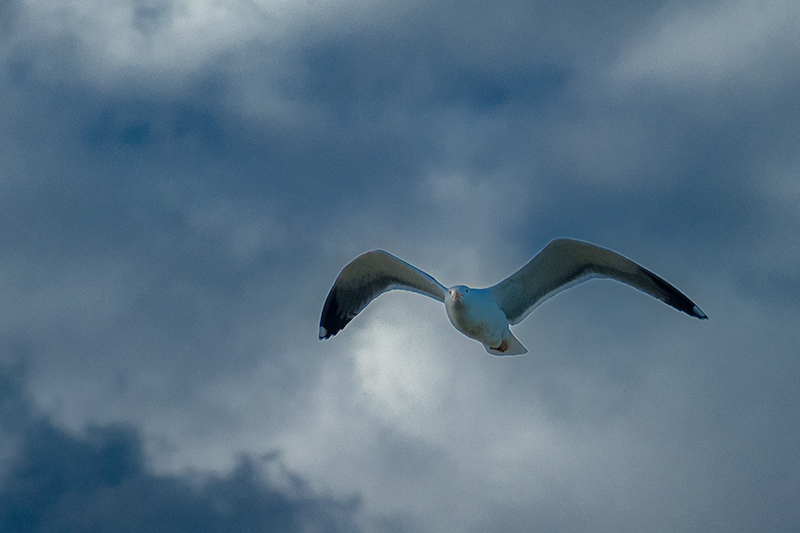 Gavià argentat ( Larus michahellis )