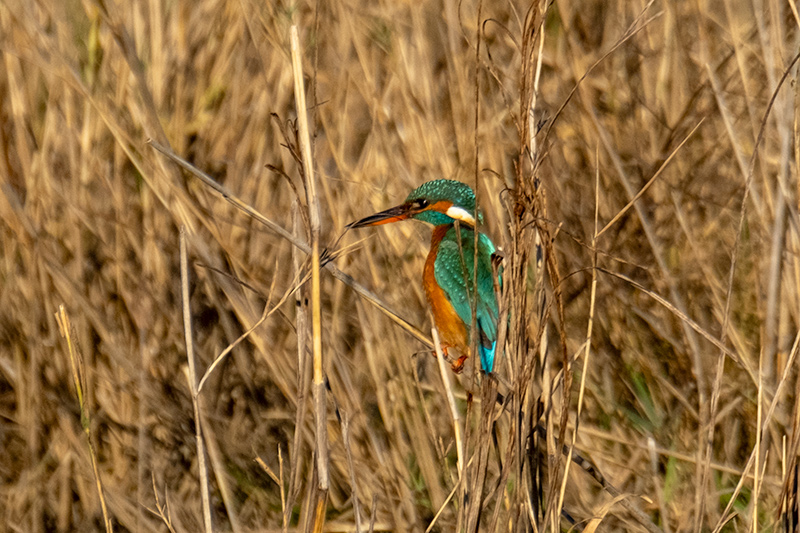 Blauet ( Alcedo atthis )