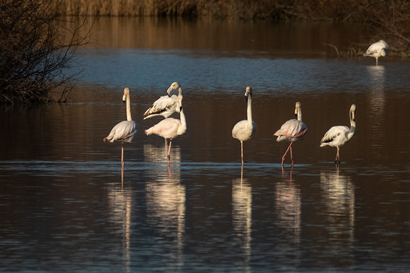 Flamenc ( Phoenicopterus ruber)