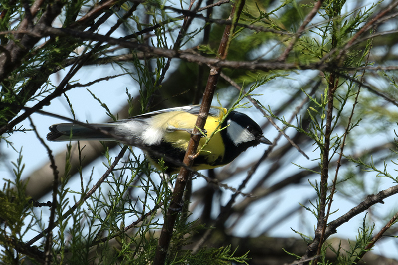 Mallerenga carbonera (Parus major)