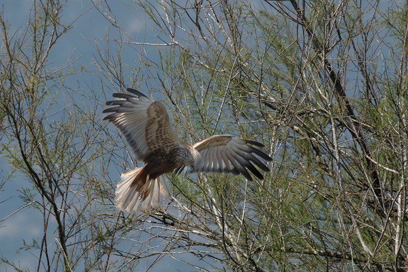 Aligot comú ( Buteo buteo )