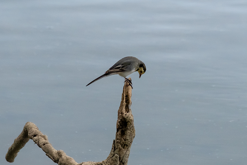 Cuereta blanca vulgar (Motacilla alba)