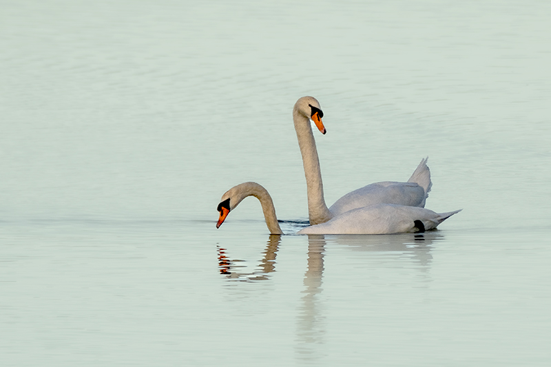 Cigne mut ( Cygnus olor )