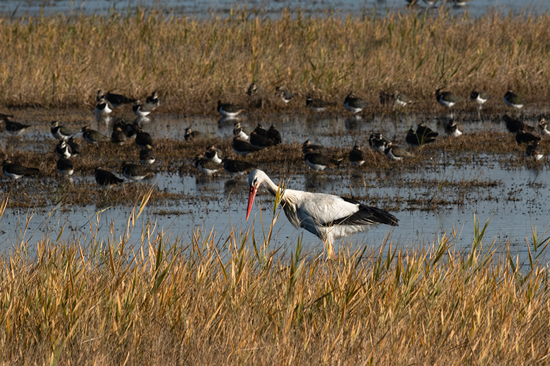 Cigonya ( Ciconia ciconia )