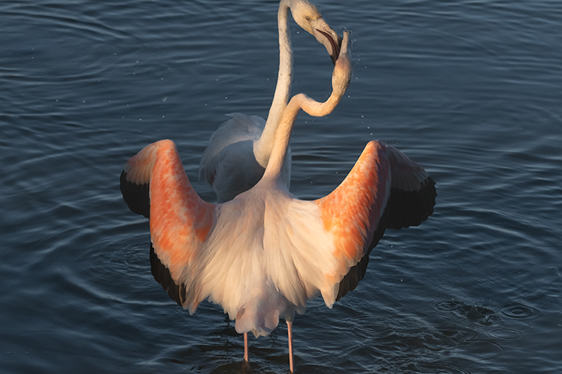 Flamenc ( Phoenicopterus ruber )