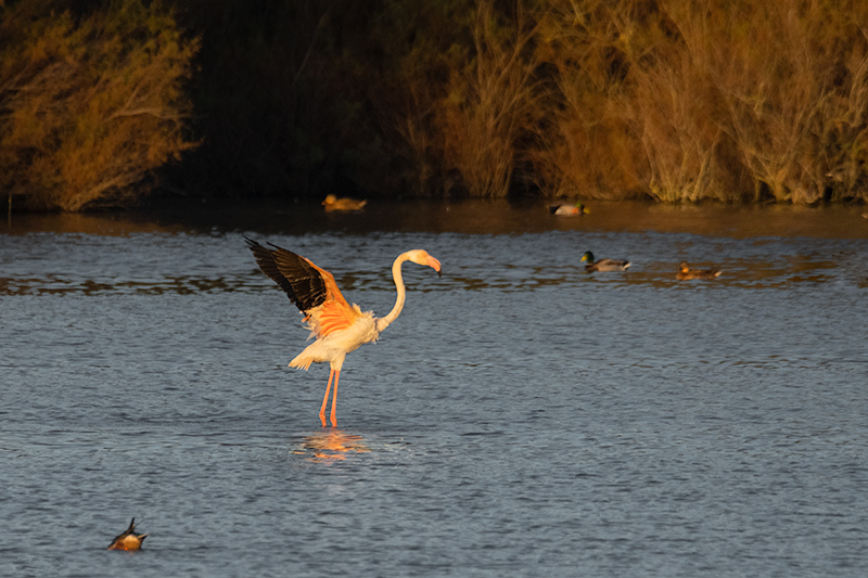 Flamenc ( Phoenicopterus ruber)