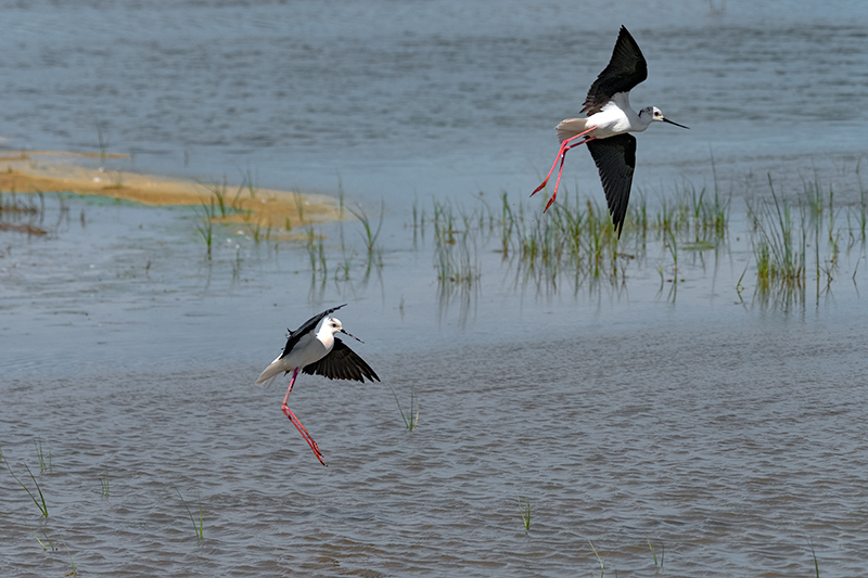 Cames llargues (Himantopus himantopus)