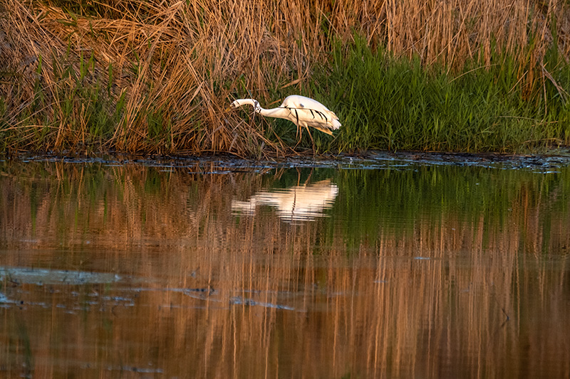 Agró blanc ( Ardea alba )