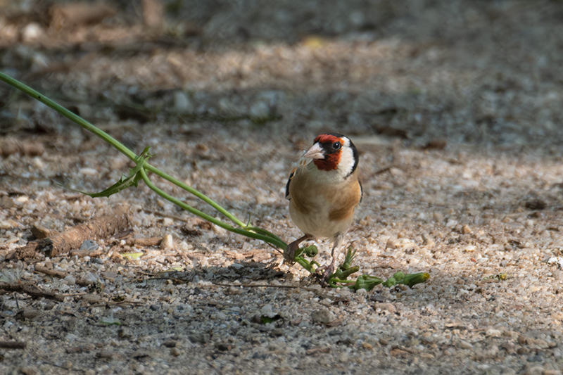 Cadernera (Carduelis carduelis)