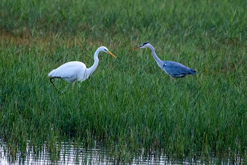 Bernat pescaire ( Ardea cinerea ),Agró blanc ( Ardea alba )