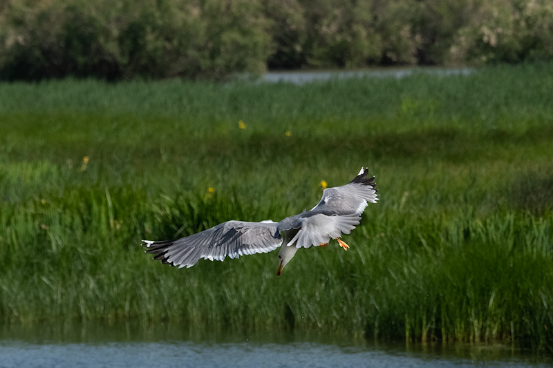 Gavià argentat ( Larus michahellis )