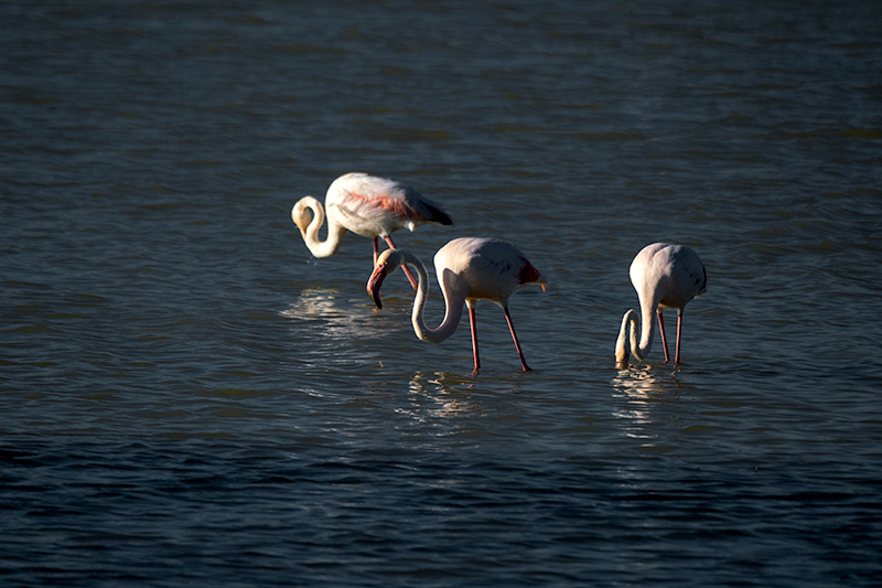 Flamenc ( Phoenicopterus ruber)