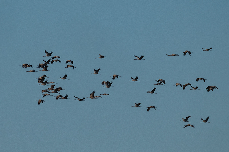 Grues ( Grus grus )