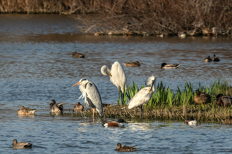 Agró blanc ( Ardea alba )Bec Planer (Platalea leucorodia)Bernat pescaire ( Ardea cinerea )