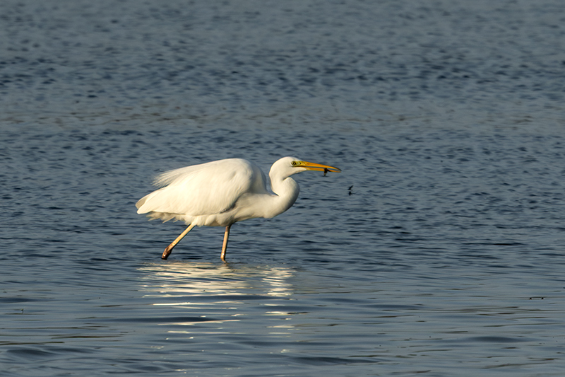 Agró blanc ( Ardea alba )