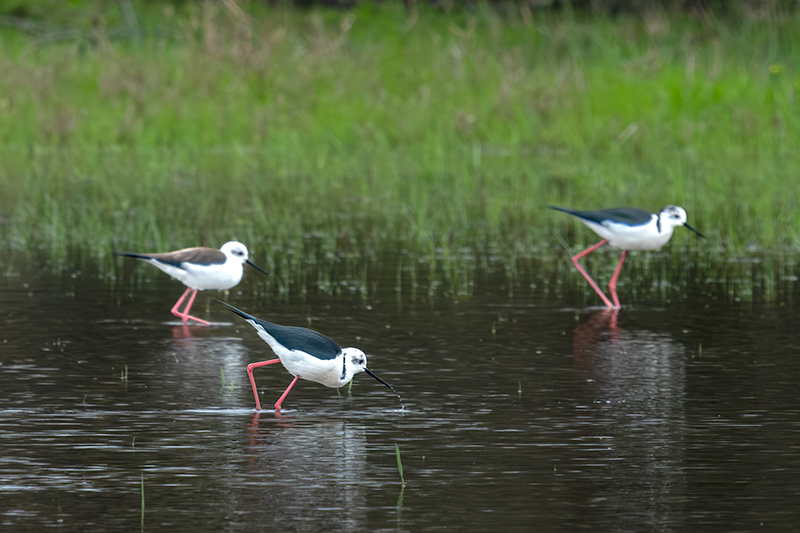 Cames llargues (Himantopus himantopus)