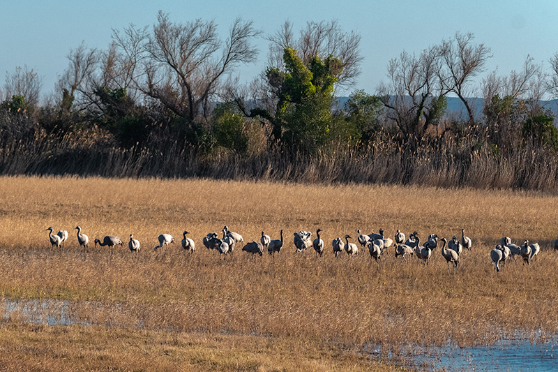 Grues (Grus grus)