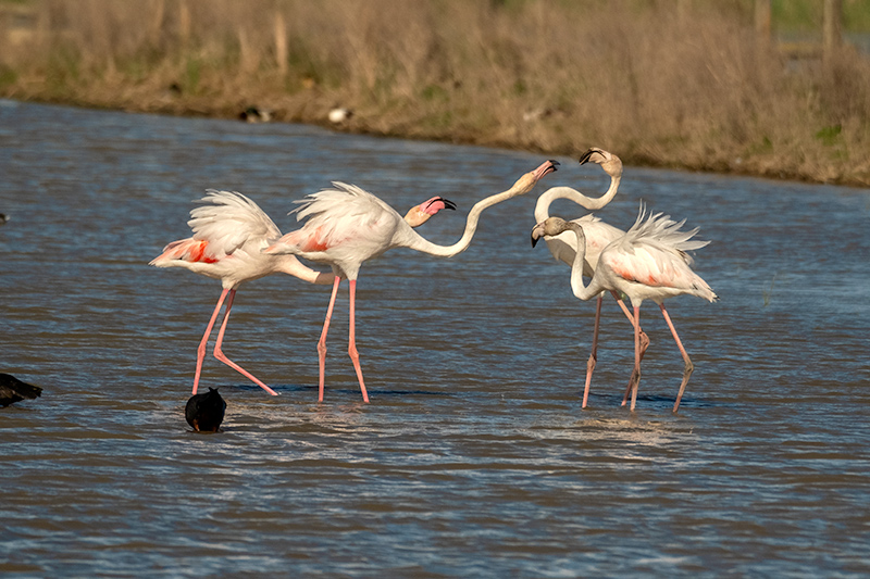 Flamenc ( Phoenicopterus ruber)