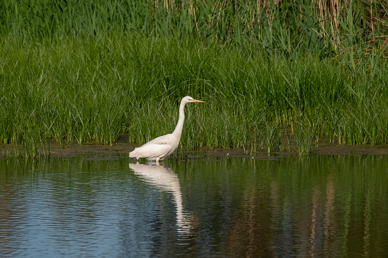 Agró blanc ( Ardea alba )