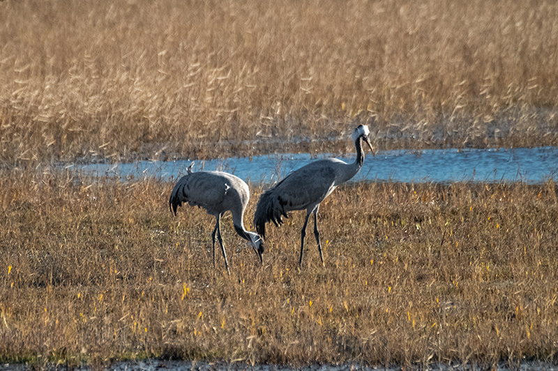 Grues ( Grus grus )