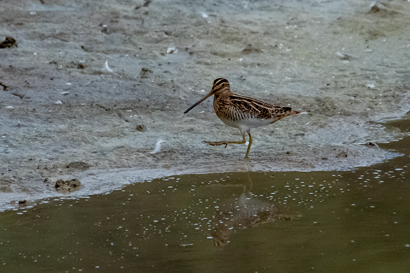 Becadell comú (Gallinago gallinago)