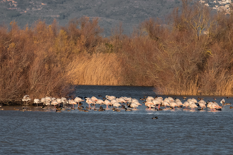 Flamencs  ( Phoenicopterus ruber )