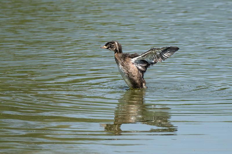 Juvenil de Cabusset (Tachybaptus ruficollis)