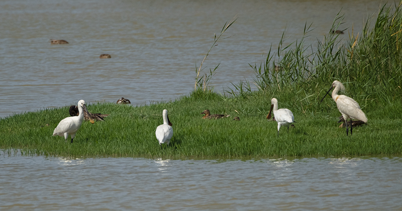 Bec-planer (Platalea leucorodia)