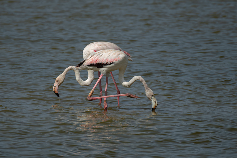 Flamenc ( Phoenicopterus ruber)