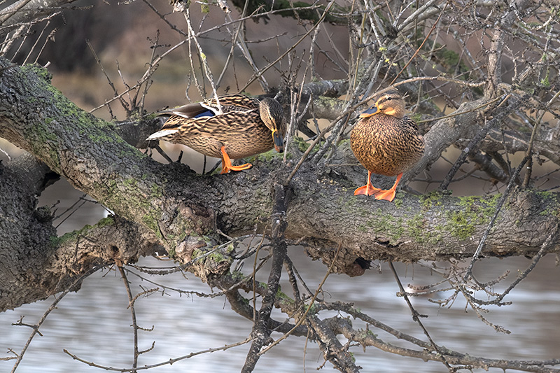 Per si plou més !!.