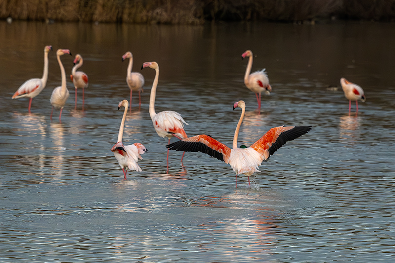 Flamenc ( Phoenicopterus ruber)