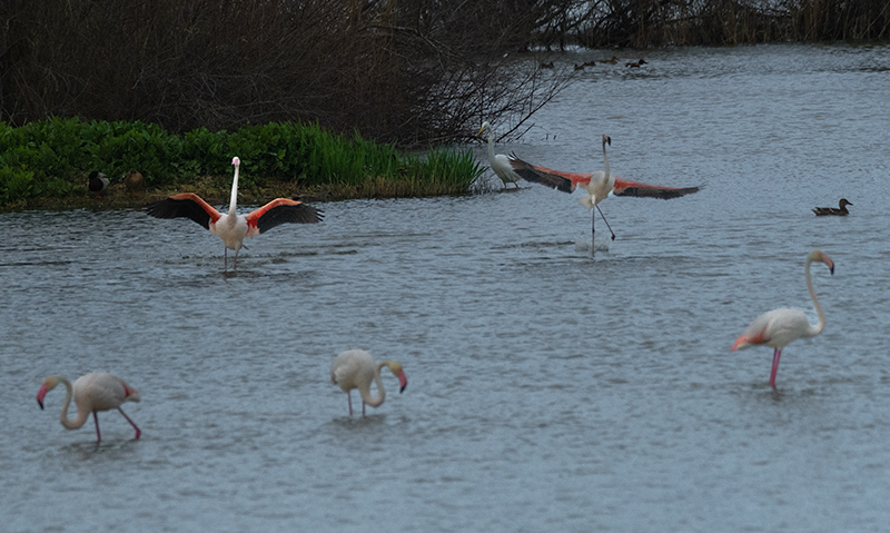 Flamencs ( Phoenicopterus ruber)