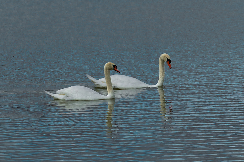 Cigne mut ( Cygnus olor )