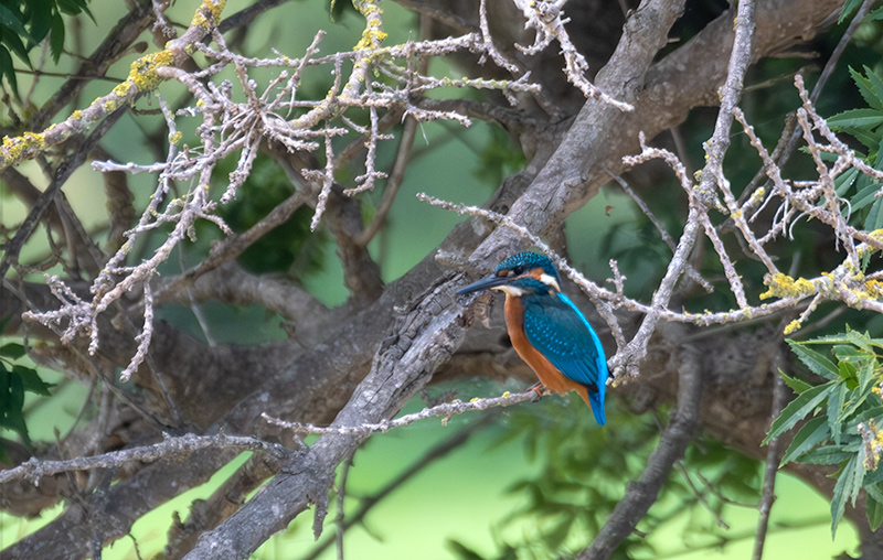 Blauet ( Alcedo atthis )