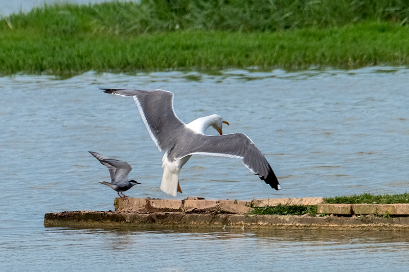 Gavià argentat ( Larus michahellis )Fumarell carablanc ( Chlydonias hybridus )