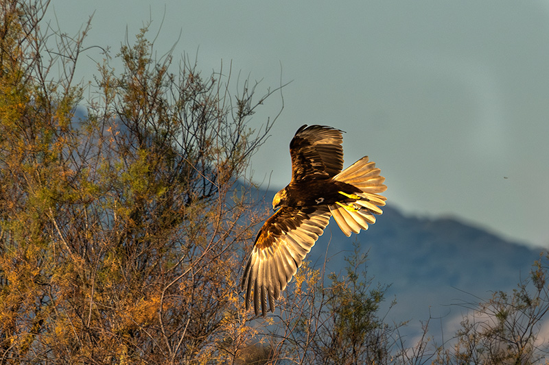 Arpella vulgar (Circus aeruginosus)