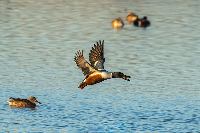 Ànec cullerot (Anas clypeata )