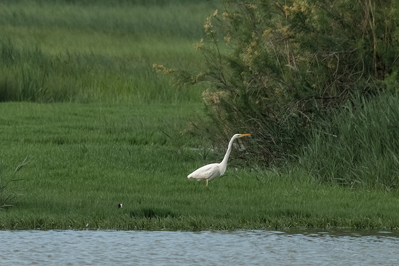 Agró blanc ( Ardea alba )