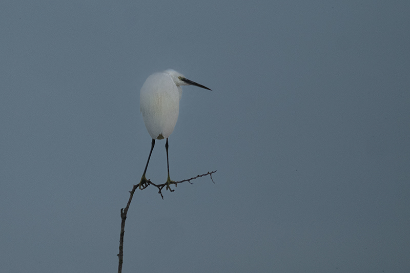 Martinet blanc ( Egretta garzetta )