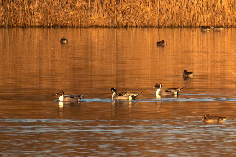 Ànec cuallarg (Anas acuta)